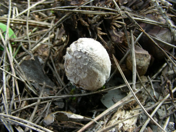 660 Aprile vecchio ritrovamento